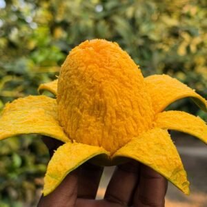 রাজশাহী হিমসাগর আম (২৪ কেজি)